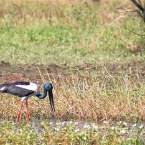 _800Mt Borradaile - Cooper Creek_5648_mm_3_Jabiru